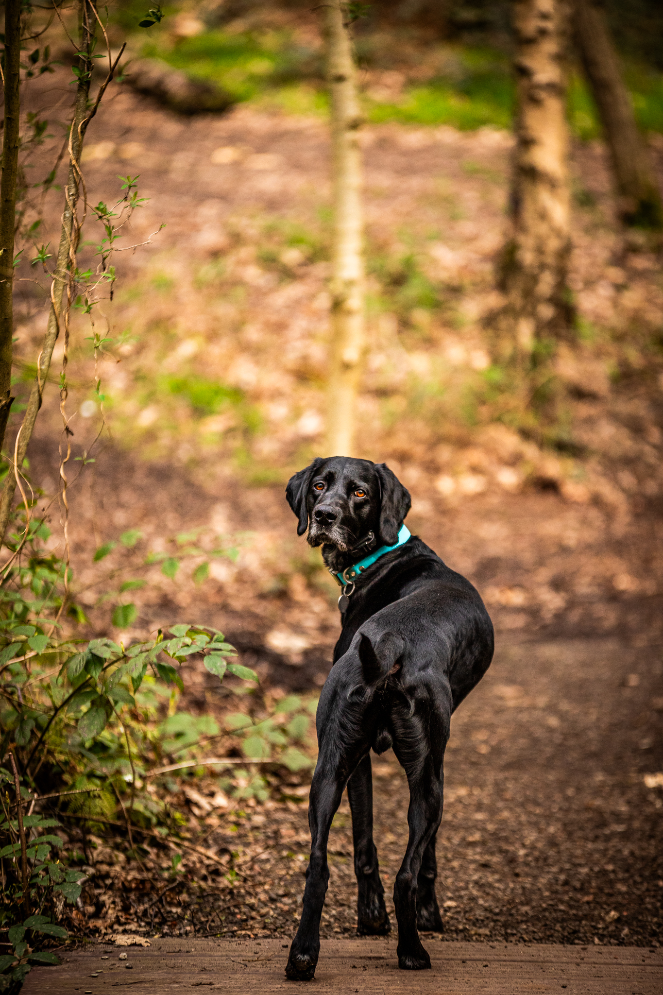 An image of a dog being photographed on a working training day