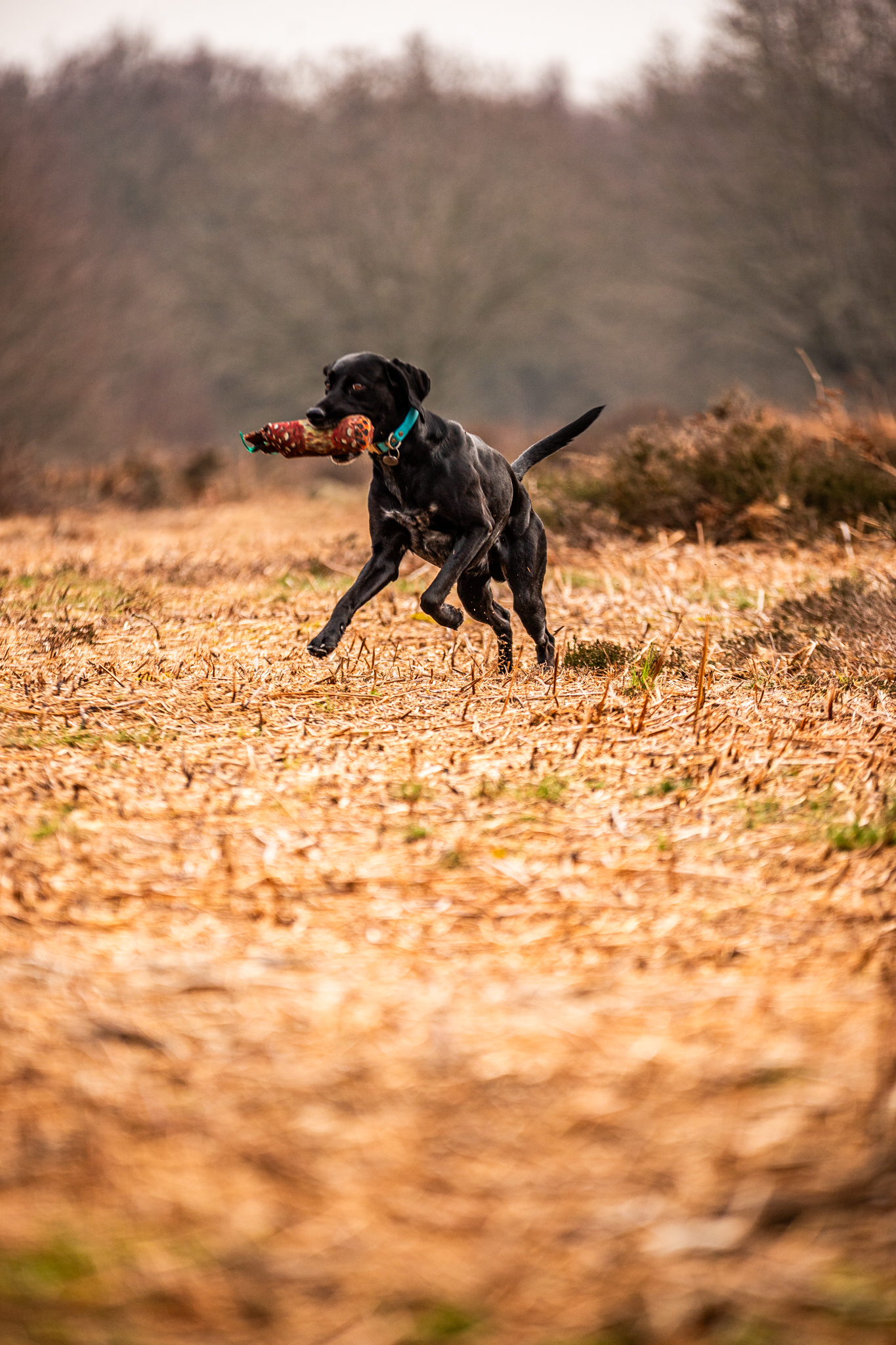 An image of a working dog in west yorkshire